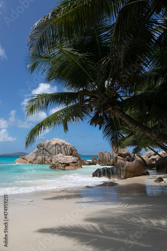 Typical Seychelles landscape. A palm tree hangs over a snow-white beach. In the distance, along the perfecet beach, large rocks half-sink into the turquoise water. Idylic paradise place.