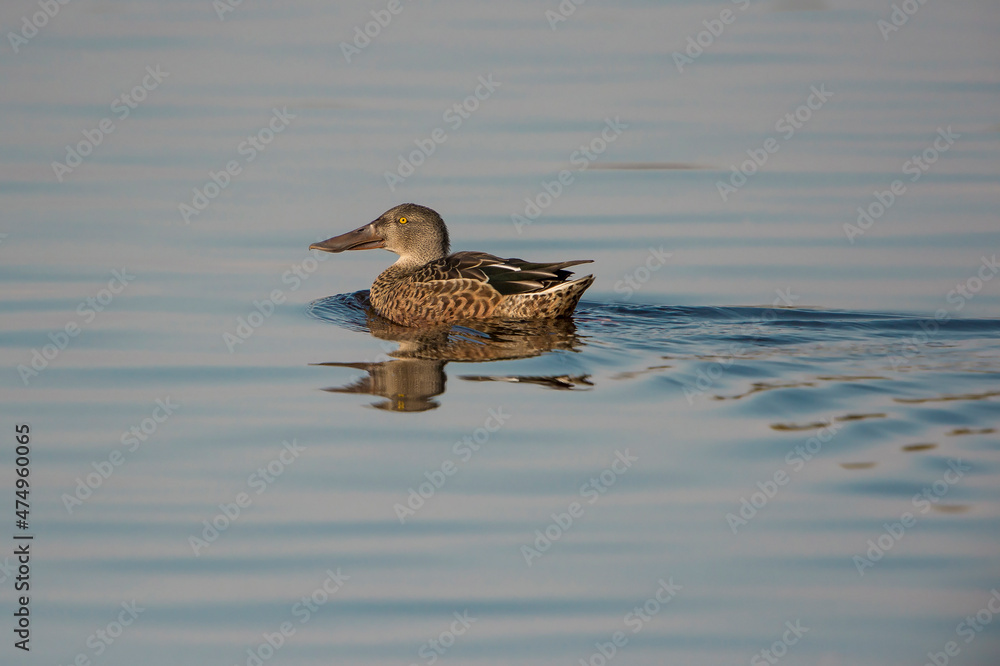 custom made wallpaper toronto digitalNorthern Shoveler (Spatula clypeata) drake swimming in a lake