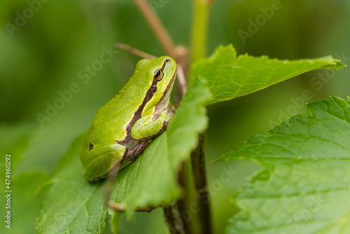 European Tree Frog (Hyla arborea) resting on a leaf