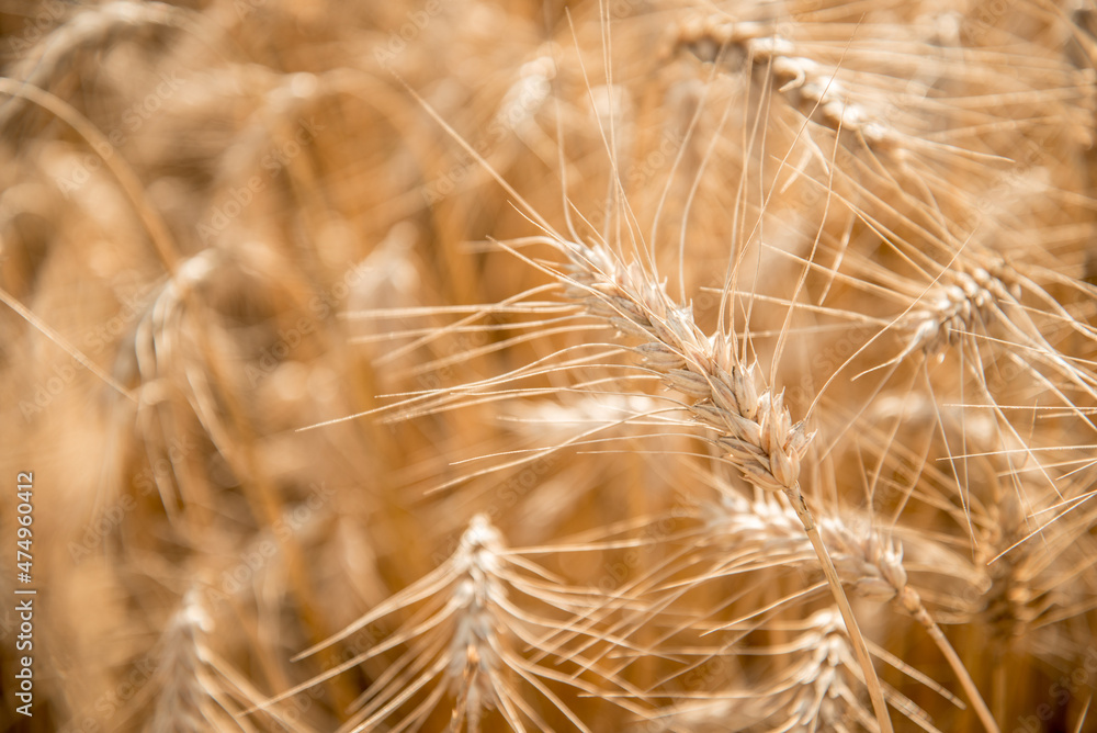 Blurred grain background. Summer orange grain on field. Blurred grain background. Summer orange grain on field.