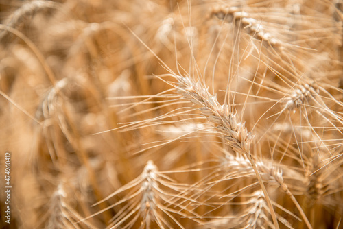 Blurred grain background. Summer orange grain on field. 