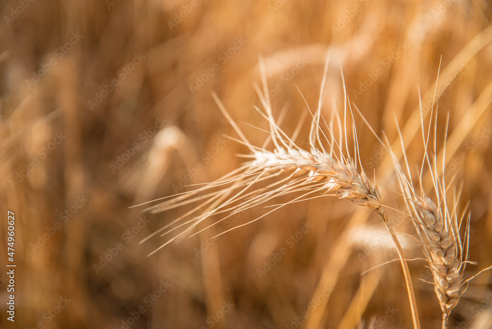 Blurred grain background. Summer orange grain on field. Blurred grain background. Summer orange grain on field.