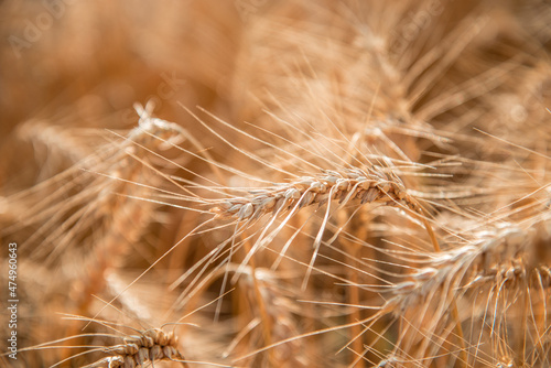 Blurred grain background. Summer orange grain on field. 