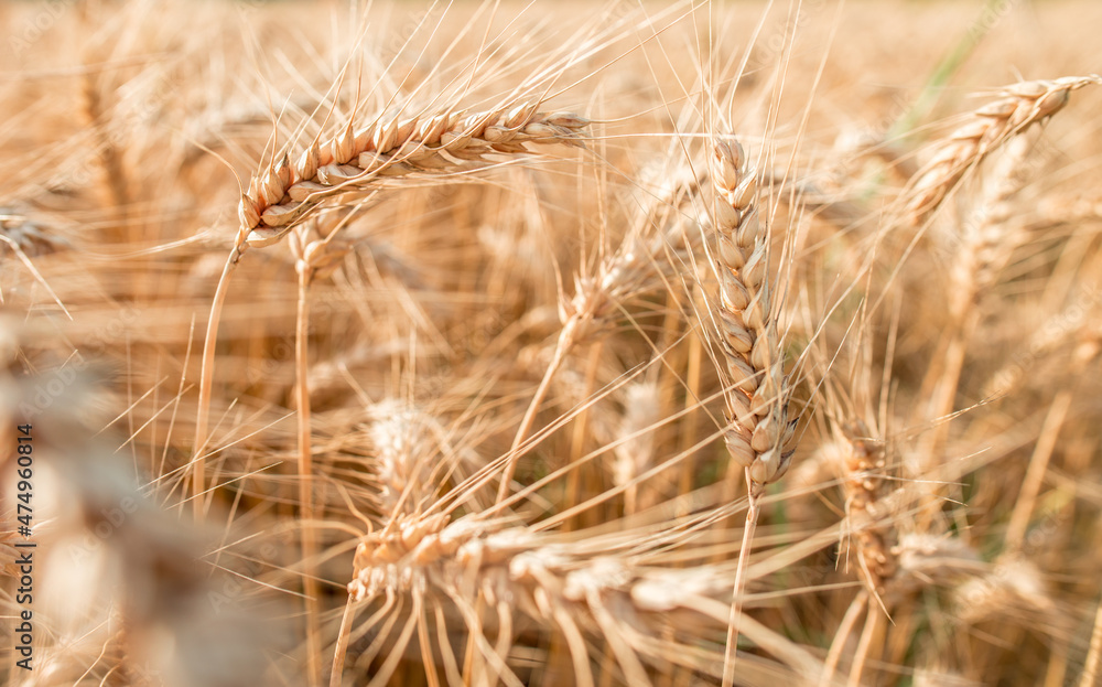 Blurred grain background. Summer orange grain in field. Blurred grain background. Summer orange grain in field.