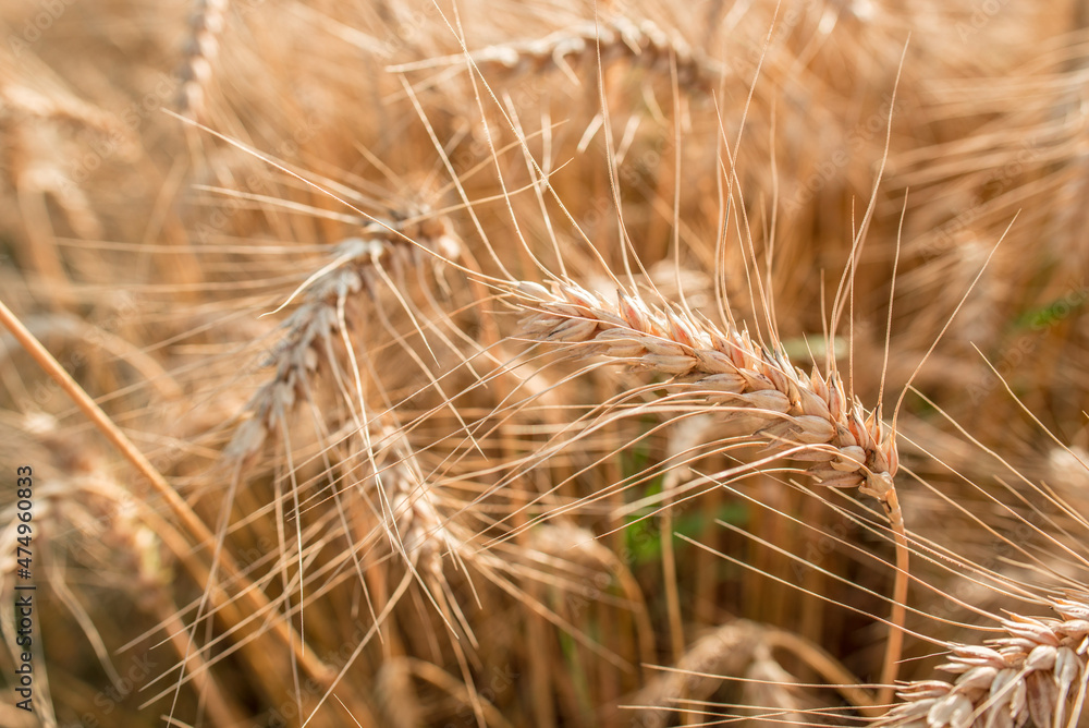 Blurred grain background. Summer orange grain in field. Blurred grain background. Summer orange grain in field.