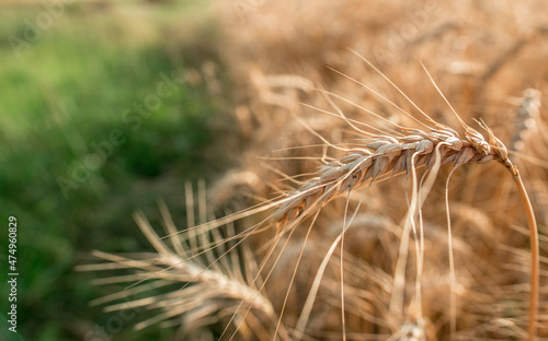 Blurred grain background. Summer orange grain in field. 