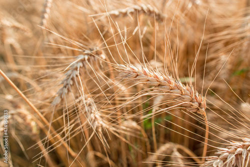Blurred grain background. Summer orange grain in field. 