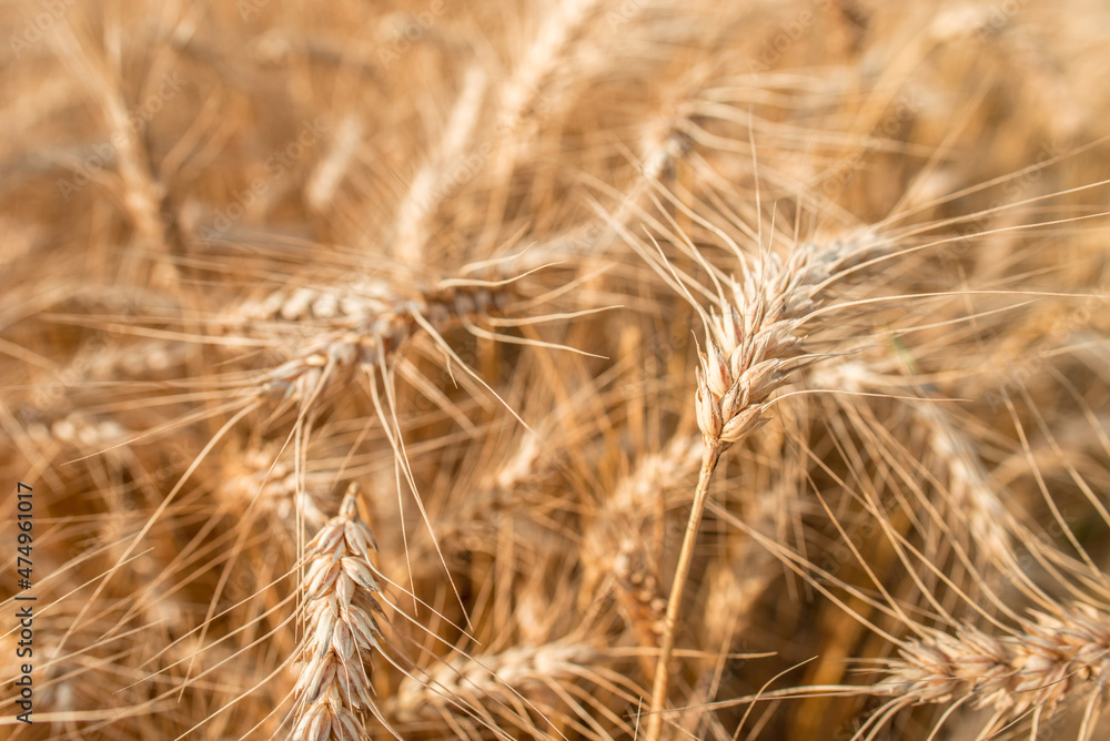 Blurred grain background. Summer orange grain in field. Blurred grain background. Summer orange grain in field.