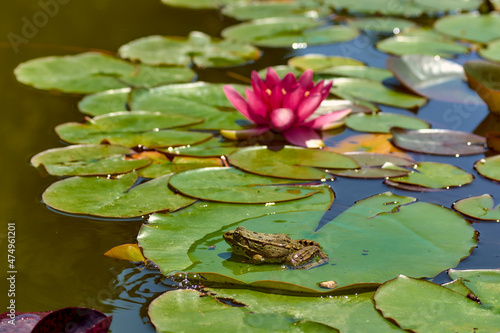 A large frog sits on the leaves of a pink water lily.