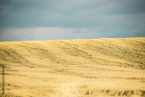 Summer grain field out of the city. Clean air for cultivation bio crops