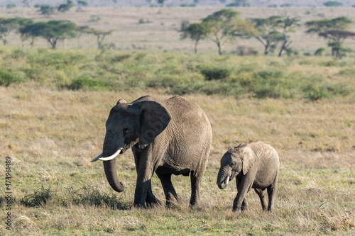 Photography elephants in the savannah