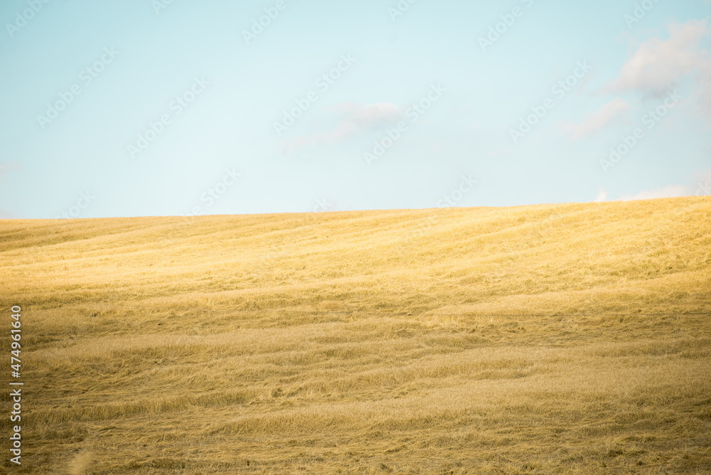Summer grain field out of the city. Clean air for
cultivation bio crops Summer grain field out of the city. Clean air for
cultivation bio crops