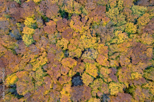 Seamless pattern of colorful trees at autumn forest