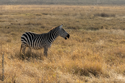 zebra in the serengeti