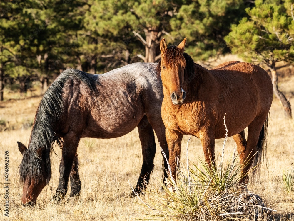 Fototapeta premium wild Spanish mustang