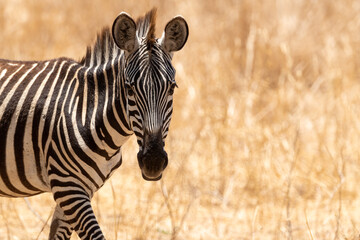 Fototapete Zebra Wildes Zebra in afrikanischer Steppe  © Kory