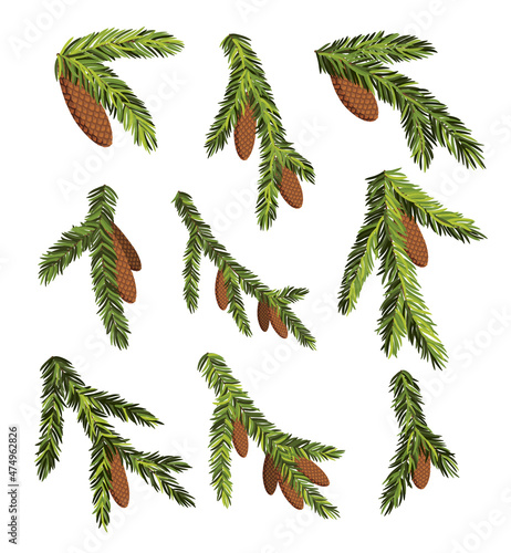 Set of fir tree branches with hanging cones. Green spruce branch as natural evergreen decoration elements for banner. Isolated on white vector illustration