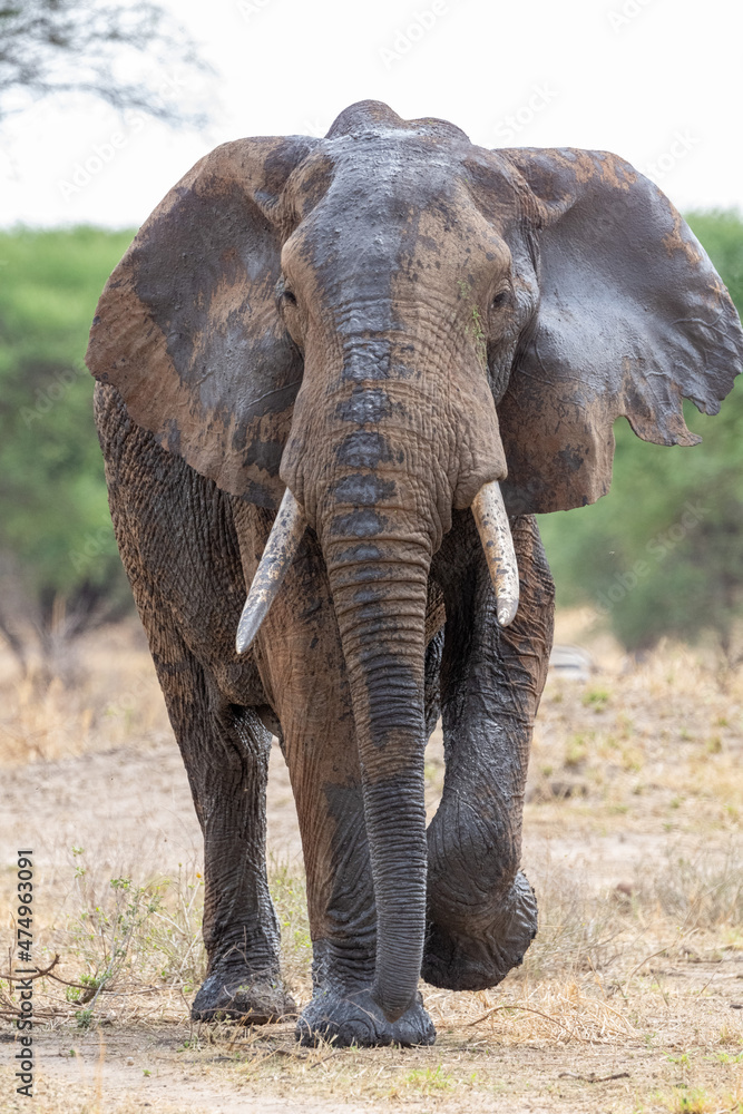 Fototapeta premium Elephant after mud bath