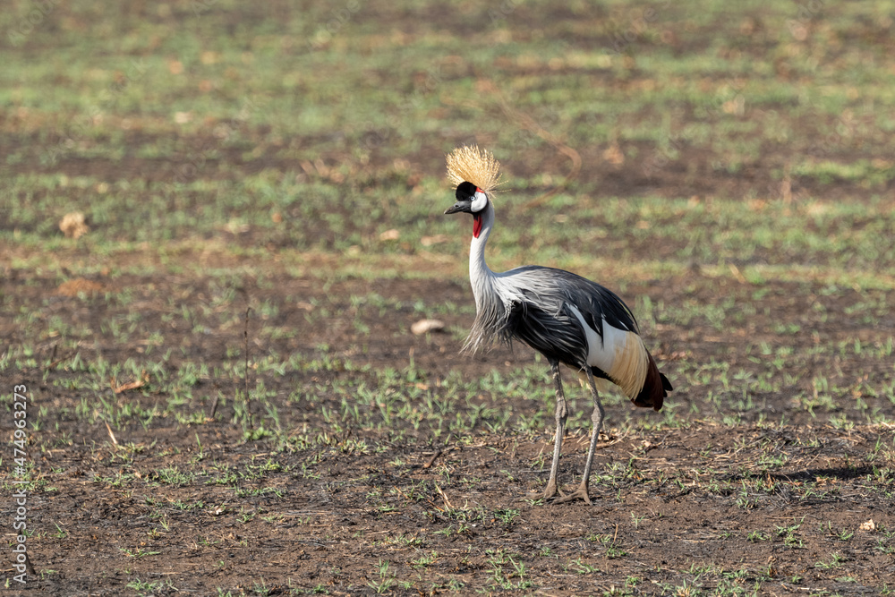 African Crowned crane