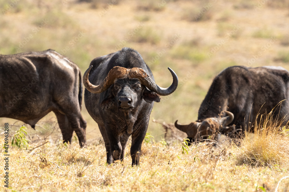 cape buffalo masai mara country
