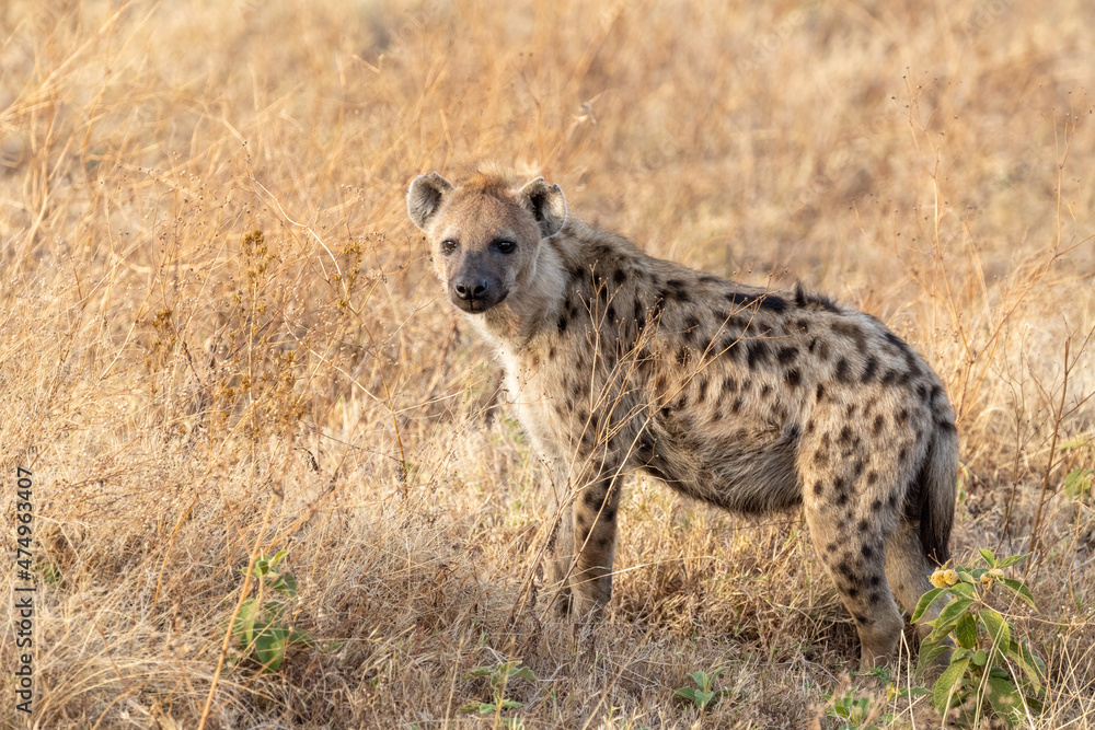 Hyena in Africa Hyena in Africa