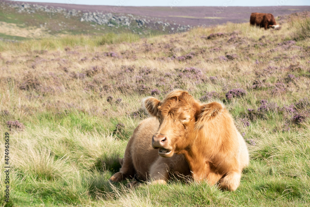 Peak District highland cow lying in open moorland, Derbyshire, UK. Peak District highland cow lying in open moorland, Derbyshire, UK.