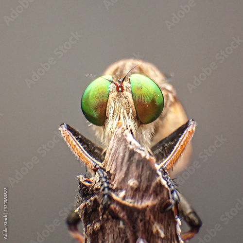 Valokuva moth on leaf