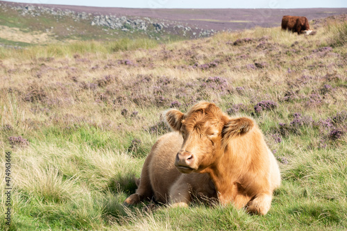 Peak District highland cow lying in open moorland, Derbyshire, UK.