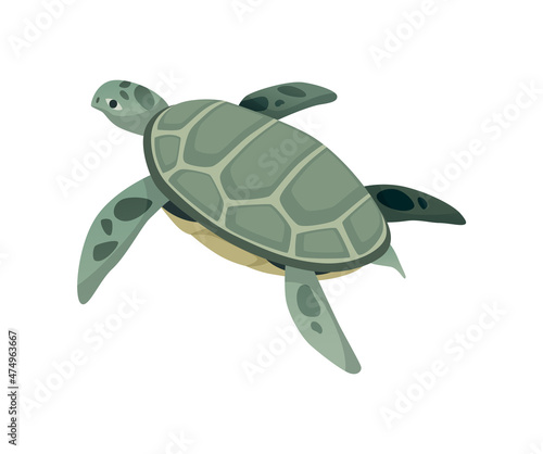 Turtle character. Green sea or ocean tortoise swimming. Wildlife animal in shell. Flat vector illustration isolated on white background
