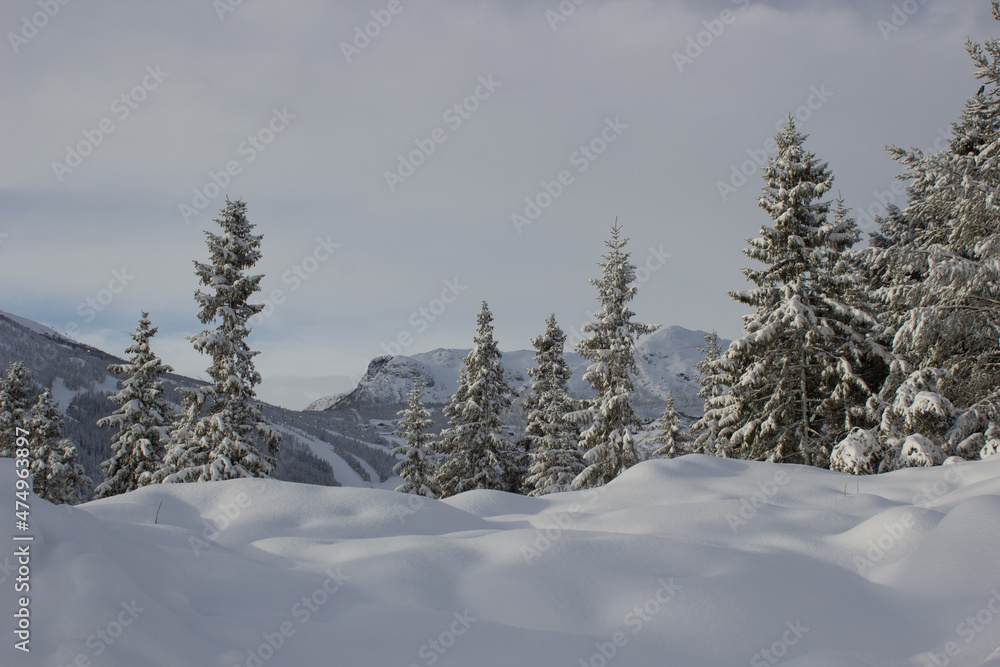 Beautiful winter morning landscape in norwegian mountains,pine tree covered with snow near Hemsedal,Norway,wild scandinavian nature,horizontal wallpaper,calendar,poster,postcard,north beauty.