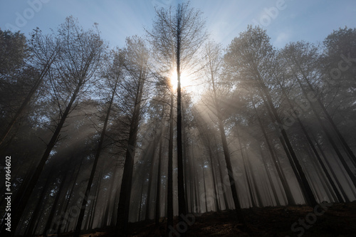 Rays of sunlight throuh the mist early morning in the forest photo
