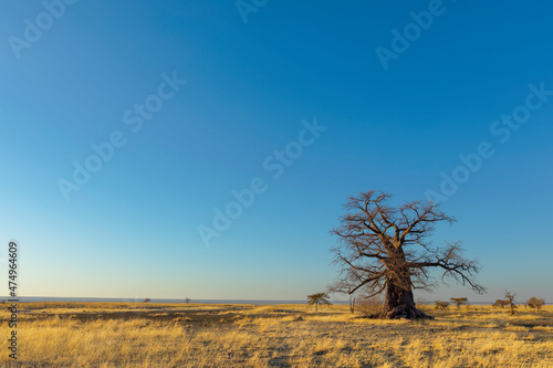 Baobab tree on Kukonje Island