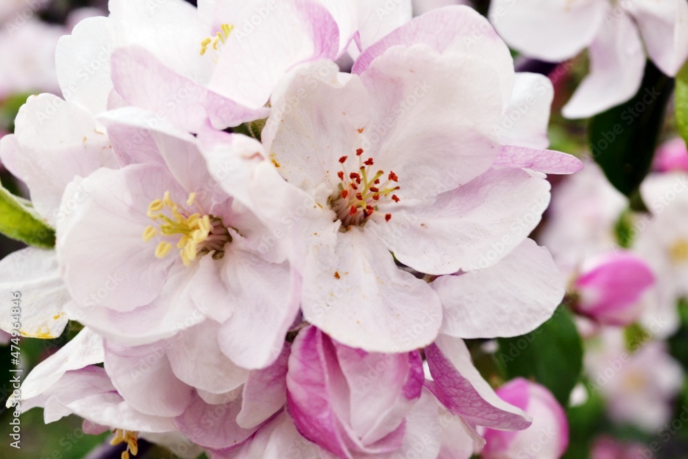 apple flower apple flower