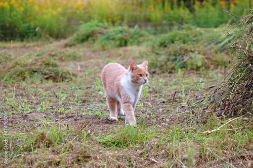 ginger cat went hunting