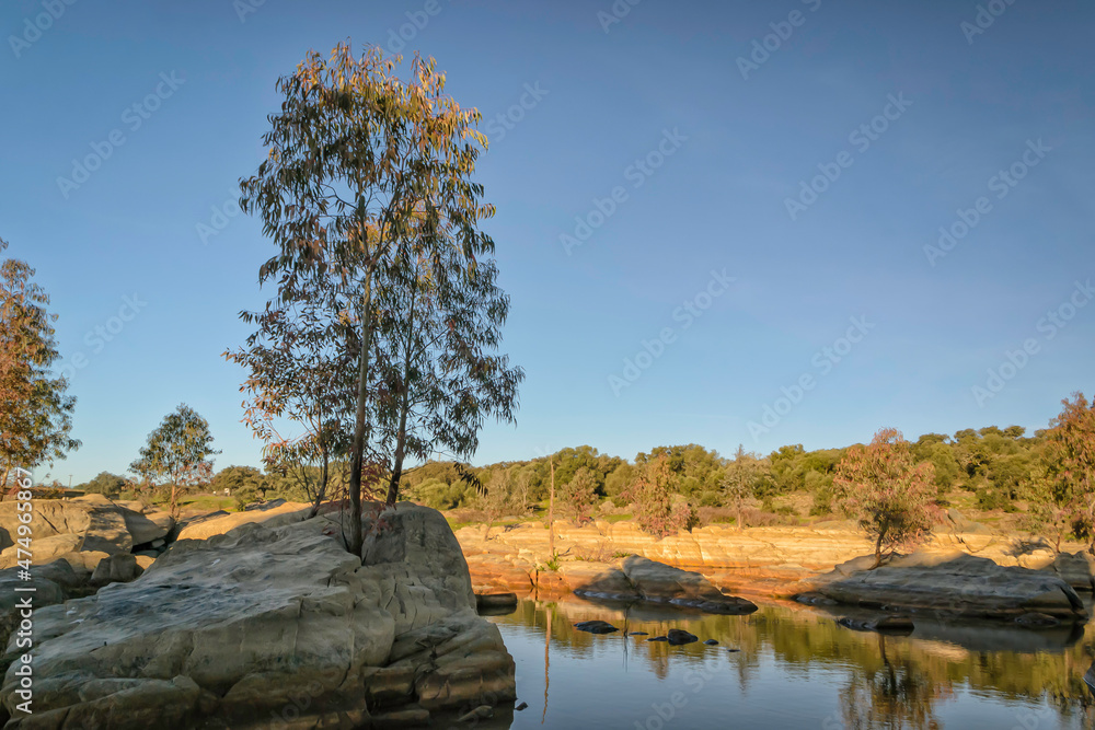 Eucalyptus tree on a stone river bank in the morning sun Eucalyptus tree on a stone river bank in the morning sun