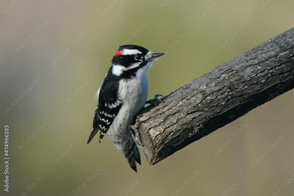 Downy Woodpecker taking off in flight from branch
Downy Woodpecker taking off in flight from branch