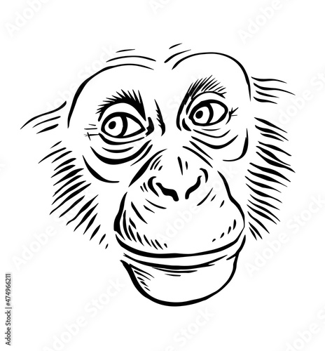 Chimpanzee head on a white background. A sly smile on his face. Wild animal primate. Vector black and white isolated sketch illustration