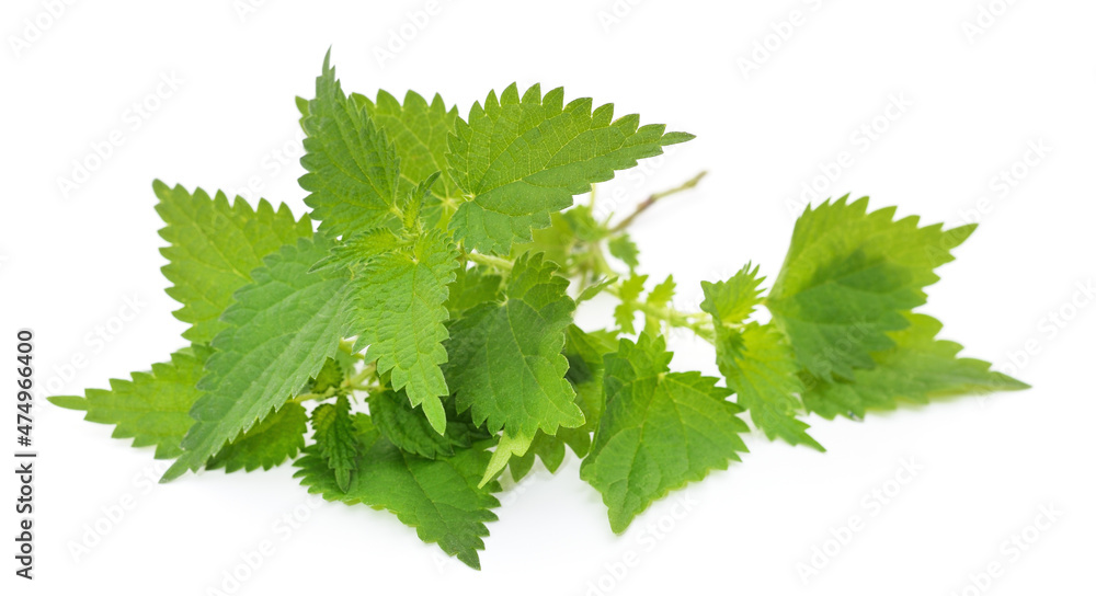 Branch of green nettle. Branch of green nettle.