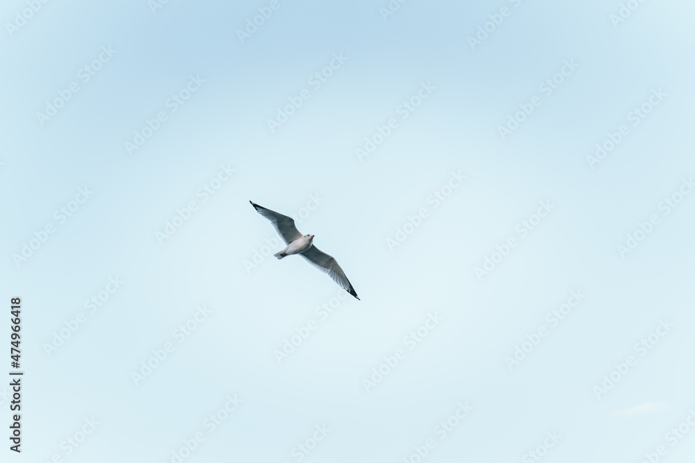 seagull in flight peace sky blue nature Miami Florida  