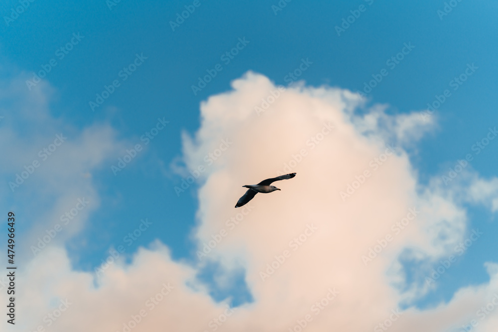 birds in the sky florida miami animal 