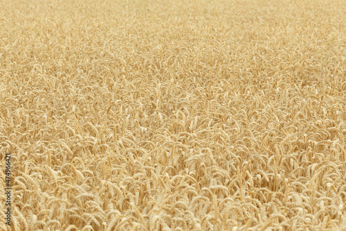 A field of young golden rye or wheat at sunset or sunrise. Texture. Background. Landscape.