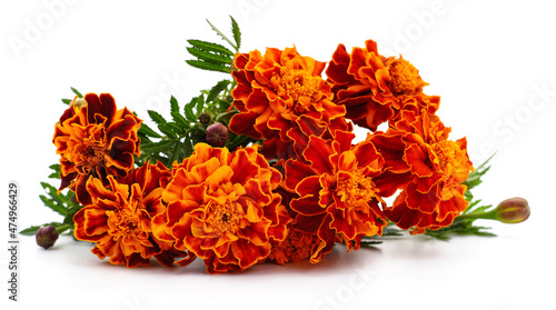 Bouquet of orange marigolds.