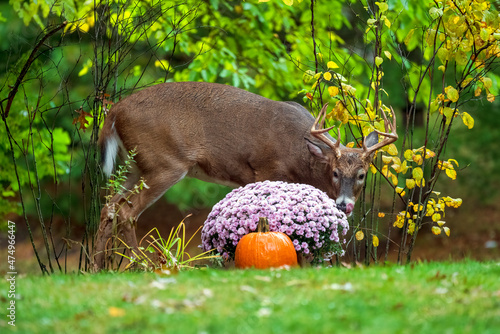 Male white-tailed deer tasting chrysanthemums in residential backyard. 