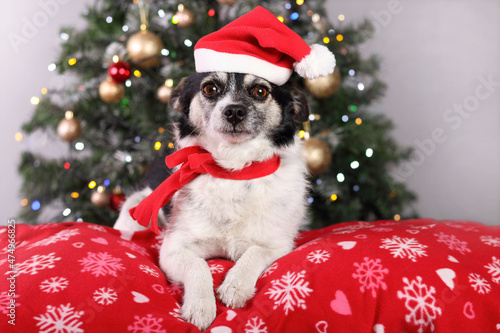 New Year's card. Beautiful little black and white dog in a Santa hat lies on a red pillow under the Christmas tree. Christmas, holidays concept. Dog in a red hat close up. Pets. Animal care. Winter