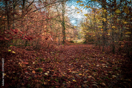 Fall colors at the Gamla Åminne natural reserve in Sweden 