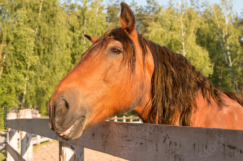 Orange rotten horse stuck its head over the fence and asks for food