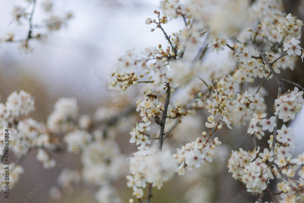 Apple or cherry tree with white flowers blooming Apple or cherry tree with white flowers blooming