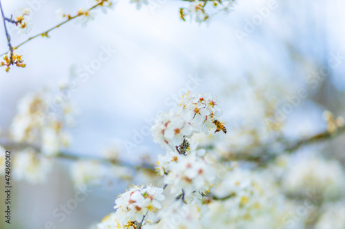 Apple or cherry tree with white flowers blooming © João Figueiredo