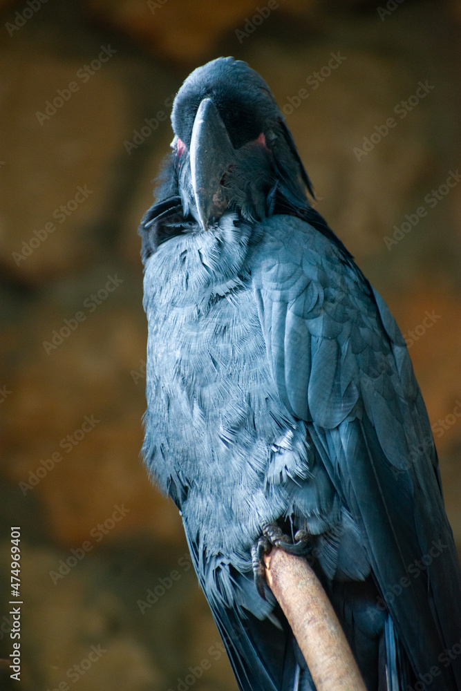 Obraz premium Macaw