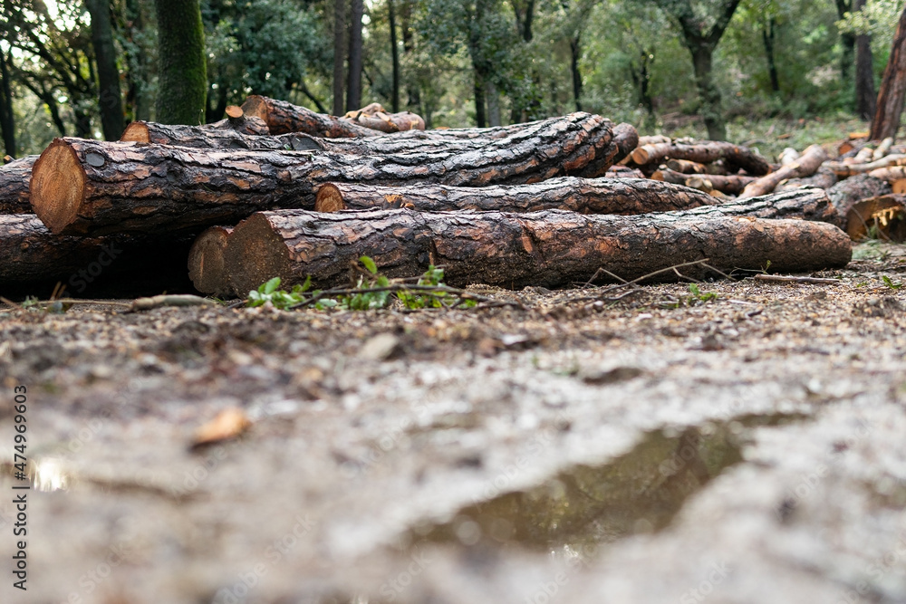 Cut tree trunks in a forest. Deforestation concept. Cut tree trunks in a forest. Deforestation concept.